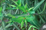 Euphorbia lathyris RCP4-2020 (JK) (1).jpg